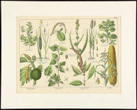 Five large botanical prints