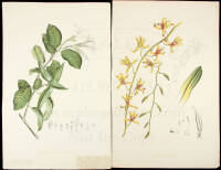 Five large botanical prints