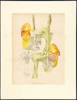 Lindenia - two orchid lithographs