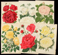 11 chromolithograph plates from Journal des Roses