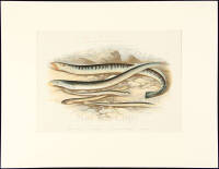 Collection of color lithographs of various fish species