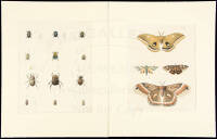 Natural History of New York, entomological plates