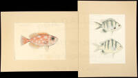 Two lithograph plates from the Journal des Museum Godeffroy