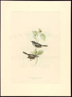 Marmora's Warbler