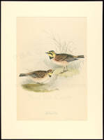 Shore Lark