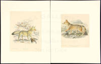 Five hand-colored lithographs illustrating members of the genus Canis