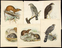 Six color lithographs - birds and mammals of Central America