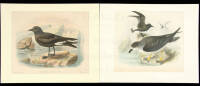 Seven ornithological color lithographs