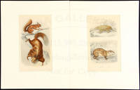 Collection of hand-colored engraved plates of Mammals (and one snake)