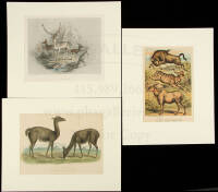 Collection of prints of animals from the Order Artiodactyla