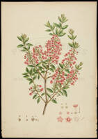 Three hand-colored botanical mezzotints by John Miller