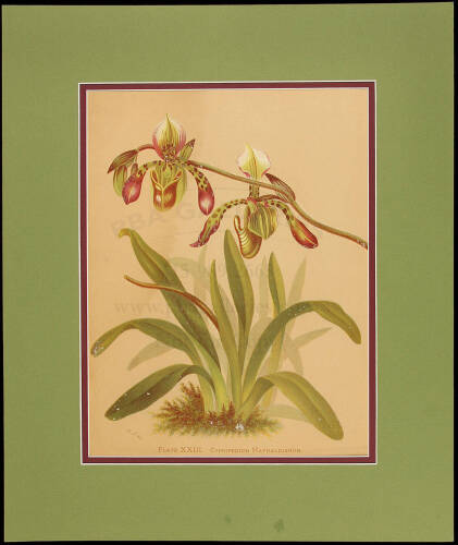 Orchids: The Royal Family of Plants - six lithographs from the book