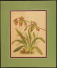 Orchids: The Royal Family of Plants - six lithographs from the book