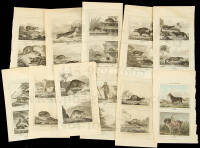 Collection of engravings of animals from Buffon and Lizar