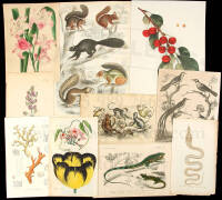 Collection of natural history prints