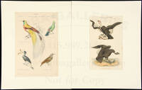 Collection of ornithological prints