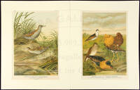 German chromolithographs of birds