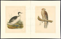 Lithographs from the US Pacific Railroad Exploration & Surveys