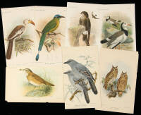 Collection of plates from the Birds of the British Museum