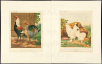 Twelve chromolithographs from Cassell's Poultry Book
