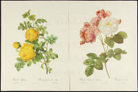 100 color floral lithographs from art by Redouté
