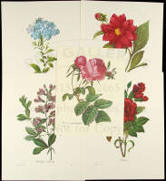 57 color floral prints from art by Redout&eacute;
