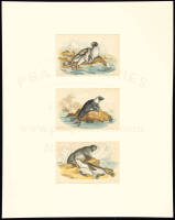 Three hand-colored engravings of seals after art by J. Stewart
