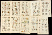 Collection of engravings of shells