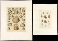 19th Century prints of shells