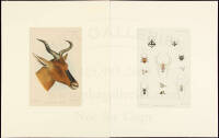 Collection of hand-colored lithographs from Proceedings and Transactions of the Zoological Society