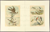 Eight color lithograph plates from Studer's Birds of North America