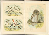 19 color lithograph plates from Studer's Birds of North America