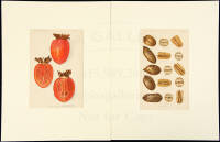 Eleven lithographs from the Department of Agriculture Yearbook