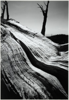 Campito Mountain #26