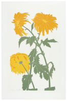 Chrysanthemum