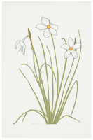 Narcissus