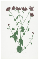 Chrysanthemum