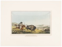 Hunting the Buffaloe