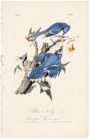 Blue Jay