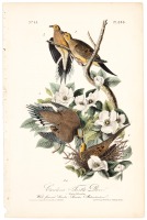 Carolina Turtle Dove