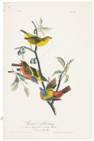 Painted Bunting