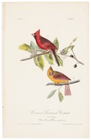 Common Cardinal Grosbeak