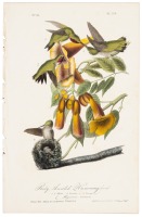 Ruby-Throated Hummingbird
