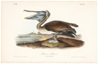 Brown Pelican