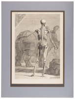 Plate VIIII from Tabulae sceleti et musculorum corporis humani