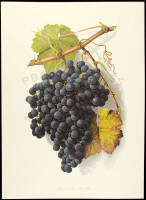 Grapes and Grape Vines of California: A Facsimile of the Original Edition of 1877