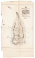 Map of Fort Hill, Monterey California, Reduced by Scale from Lieut. Warner's Field Map Made in 1847, by P.M. McGill, C.E.