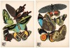 Papillons: Vingt planches en phototypie colori&eacute;es au patron donnant 81 papillons et 16 compositions d&eacute;coratives - 2