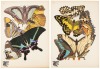Papillons: Vingt planches en phototypie colori&eacute;es au patron donnant 81 papillons et 16 compositions d&eacute;coratives - 6