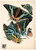 Papillons: Vingt planches en phototypie colori&eacute;es au patron donnant 81 papillons et 16 compositions d&eacute;coratives - 7